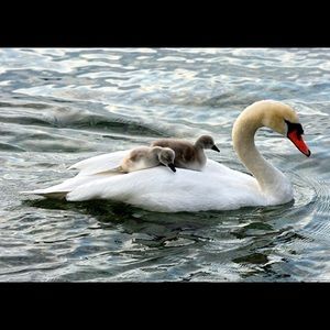 Custom bundle for Kelsey